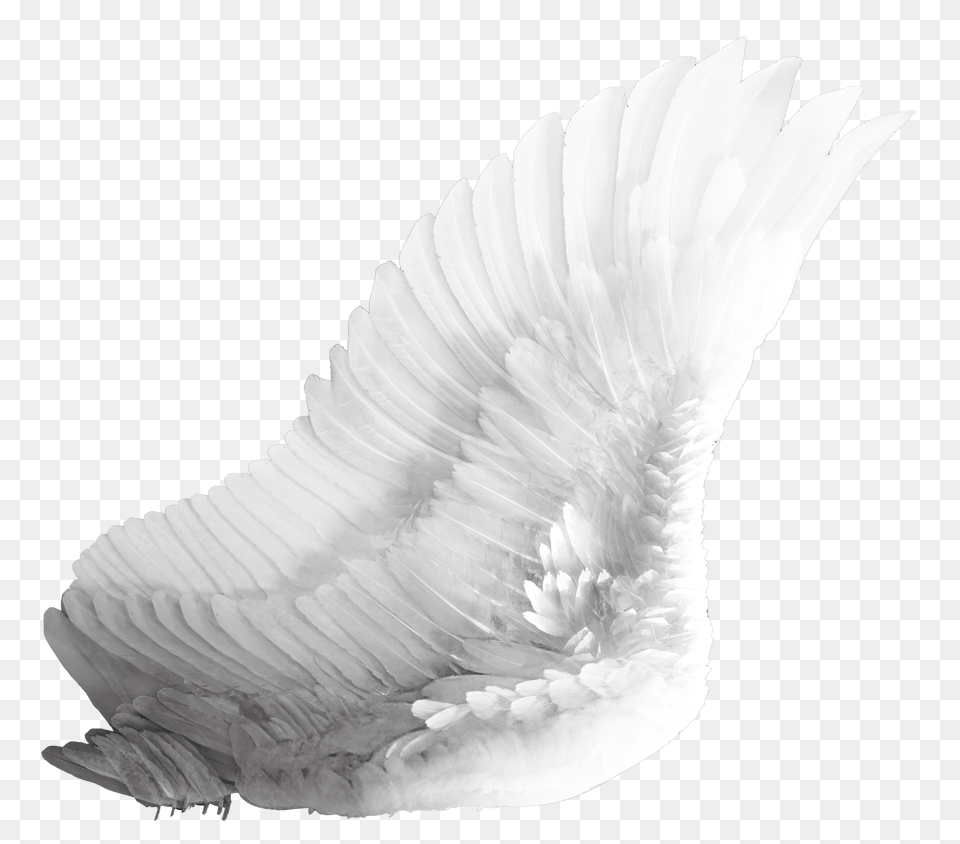 Wings, Adult, Animal, Bird, Bride Png Image