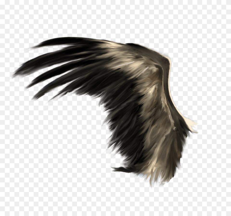 Wings, Animal, Bird, Flying, Vulture Png Image
