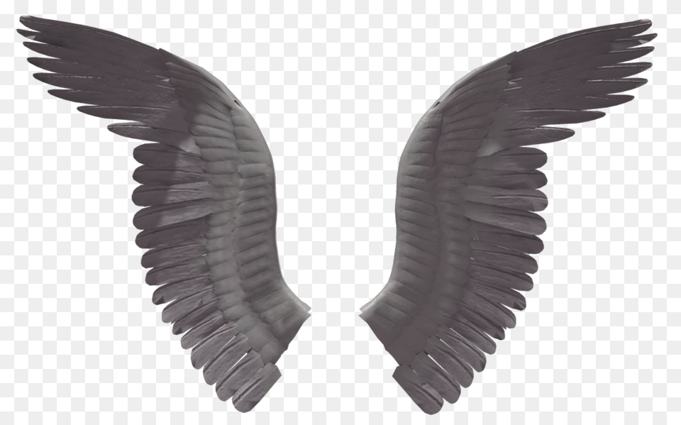 Wings, Angel, Animal, Bird, Vulture Free Transparent Png