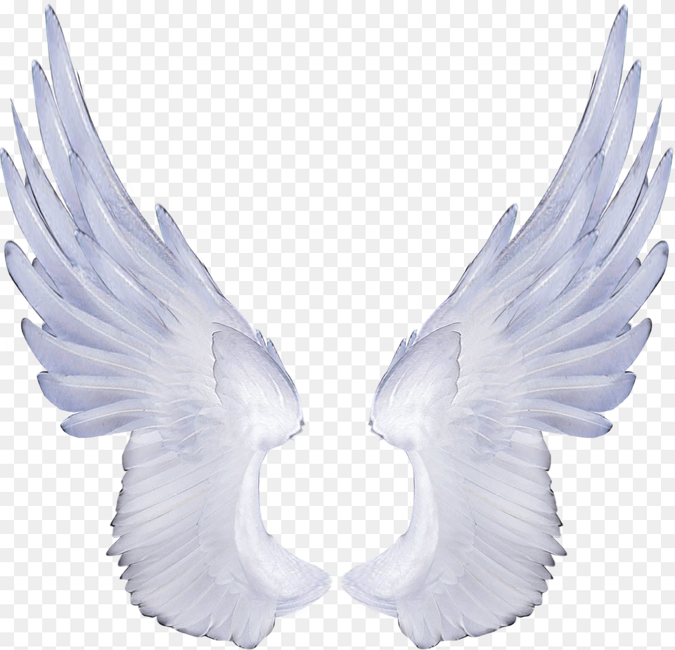 Wings, Animal, Bird, Pigeon Free Transparent Png