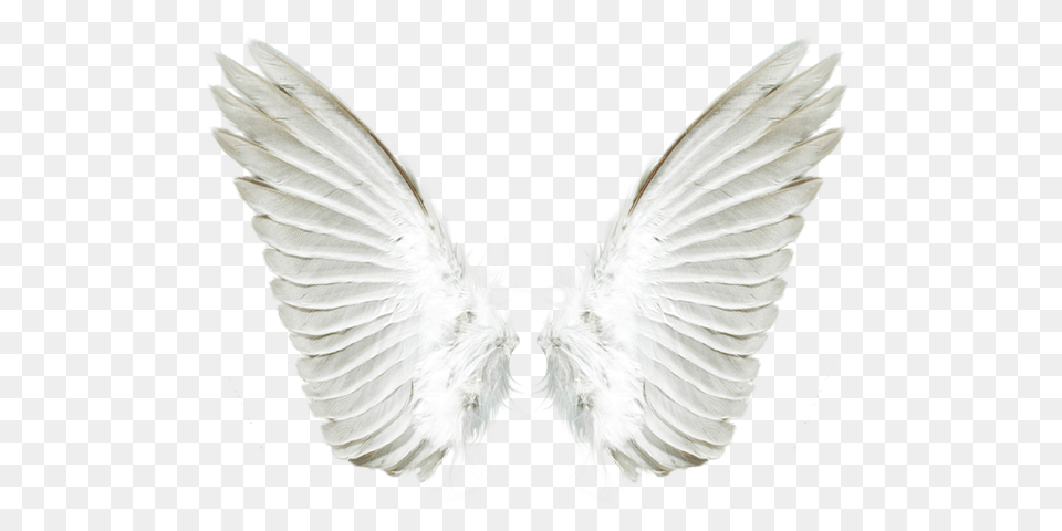 Wings, Animal, Bird Free Transparent Png