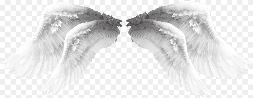 Wings Angel Angelwings Wing Beautiful Lovely Water Bird, Animal Free Png