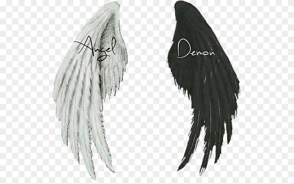 Wings Angel Demon Angel And Demon Wings, Animal, Bird, Vulture, Electronics Free Transparent Png