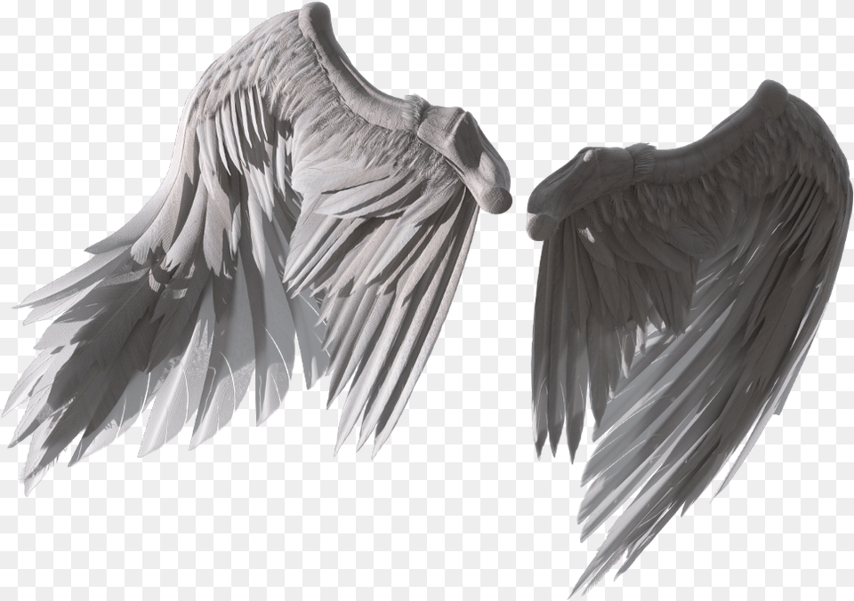 Wings Angel Fly Sketch, Animal, Bird, Vulture, Flying Free Png Download