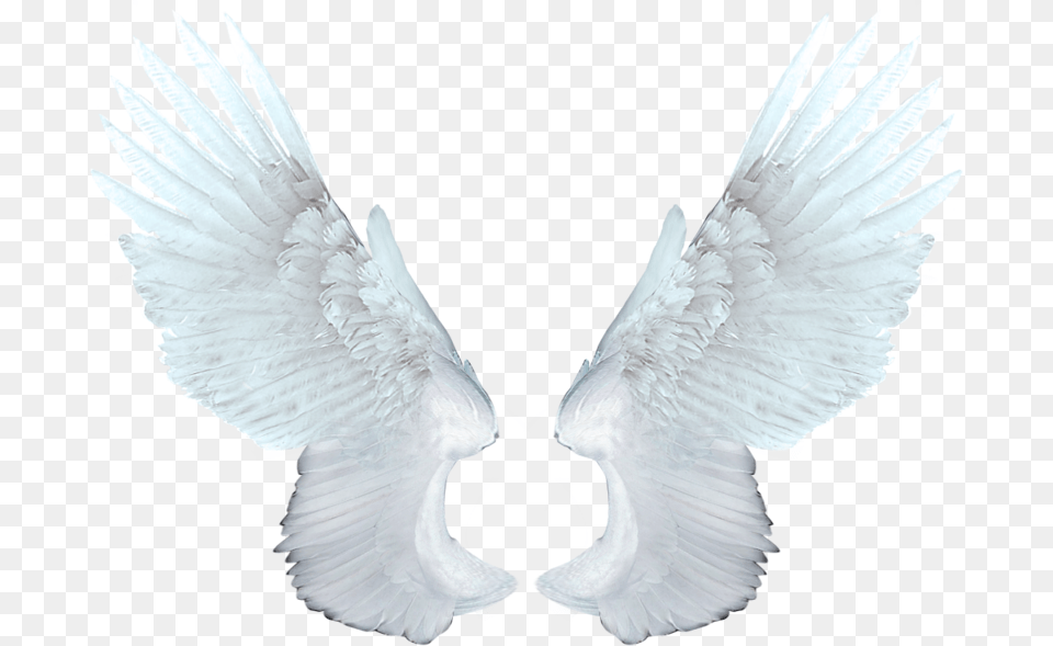 Wings Angel White Angel Wings, Animal, Bird, Flying, Vulture Free Png