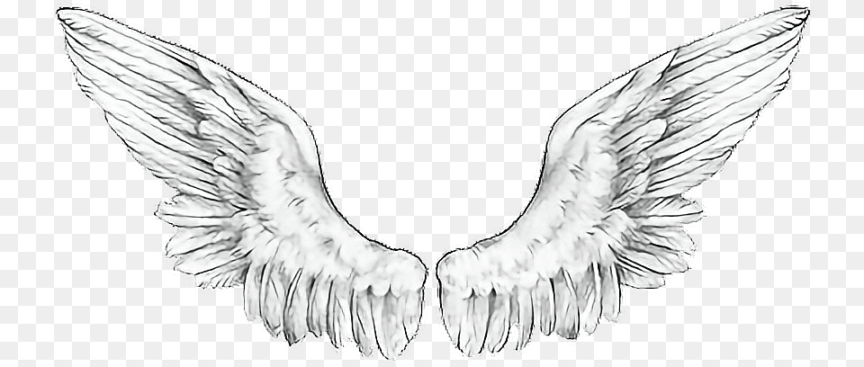 Wings Angelwingsfreetoedit Ftewings Accipitridae, Animal, Bird, Angel Free Png Download