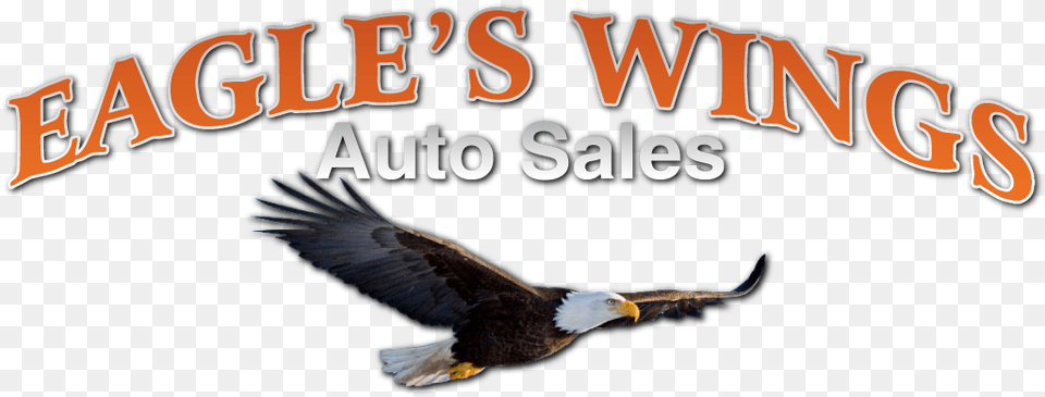 Wings Auto Sales U2013 Car Dealer In Hilton Ny Photo Caption, Animal, Beak, Bird, Eagle Free Transparent Png