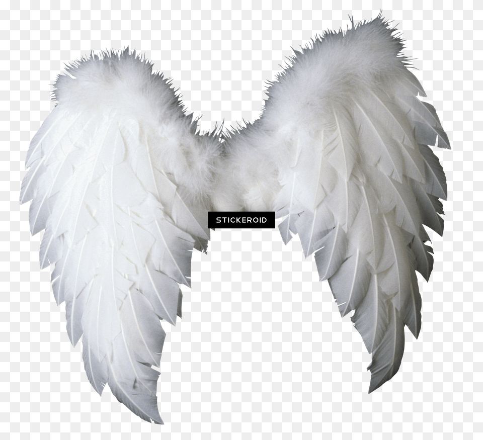 Wings Baby Angel Wings, Animal, Bird, Vulture Png Image