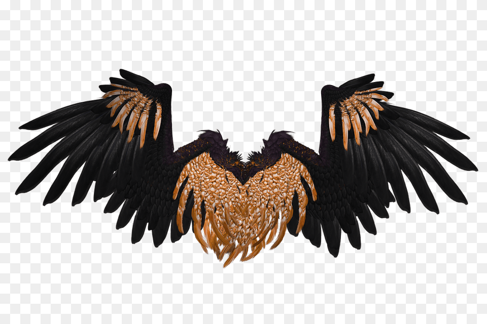 Wings Black And Brown Crow, Animal, Bird, Vulture Free Transparent Png