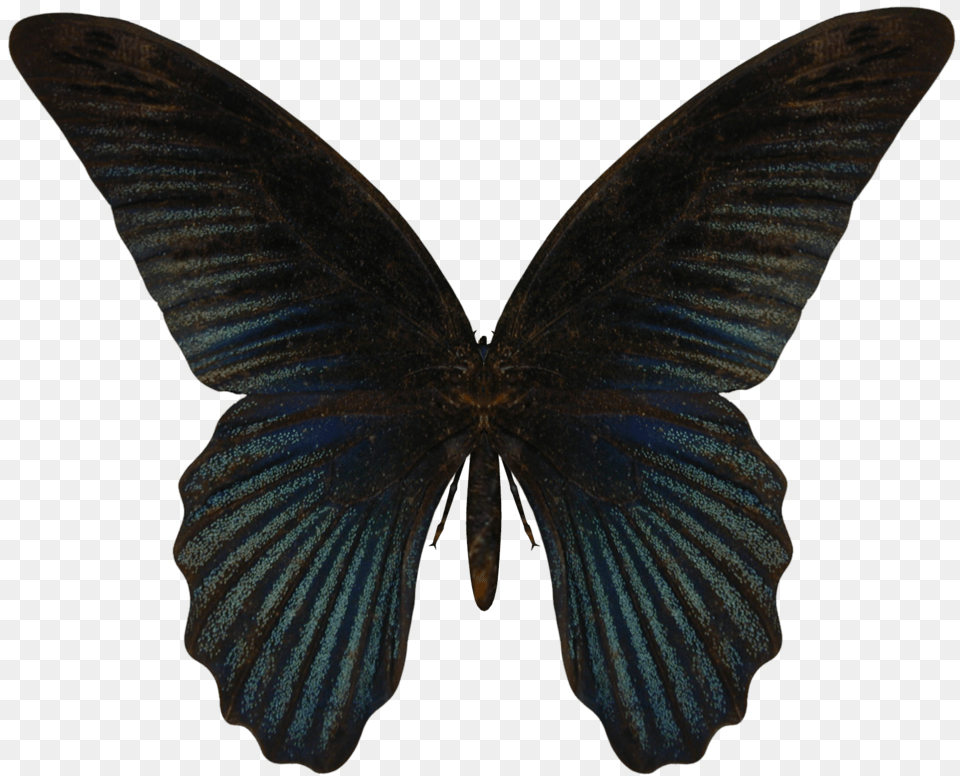 Wings Butterfly, Animal, Insect, Invertebrate, Person Png