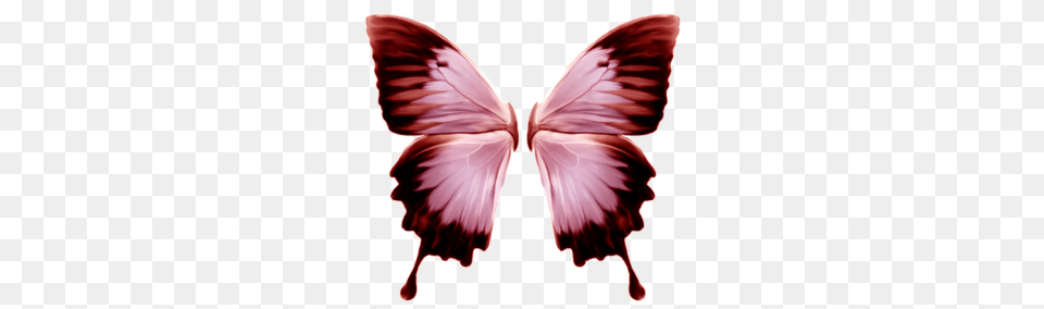Wings Butterfly Printables Butterfly, Flower, Petal, Plant, Person Png Image