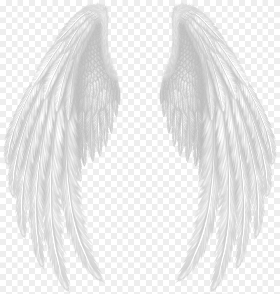 Wings Devil Wings Hd, Angel, Animal, Bird Png Image