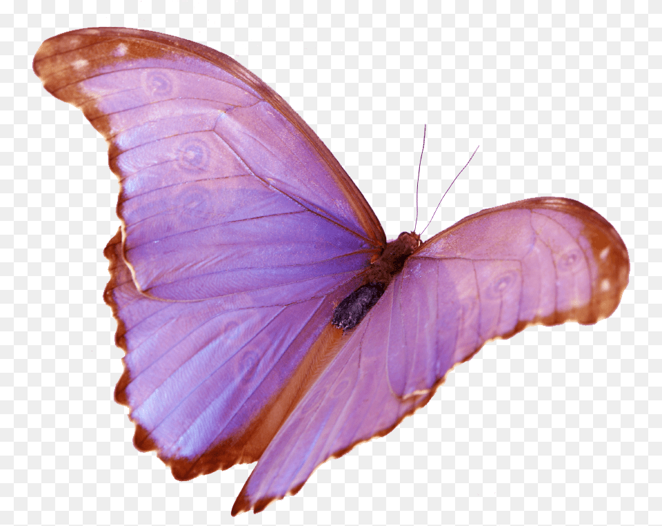 Wings Download Lycaenid, Animal, Butterfly, Insect, Invertebrate Png Image