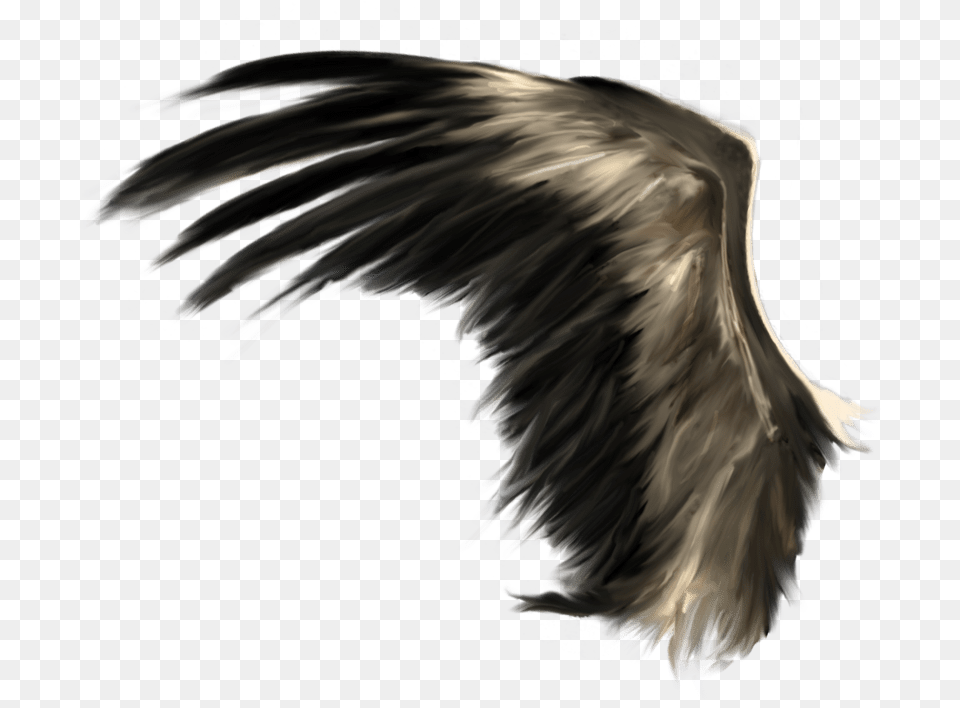Wings Download Realistic Black Wings, Animal, Bird, Flying, Vulture Free Transparent Png