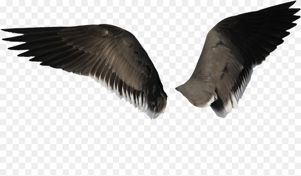 Wings Eagle Wings, Animal, Beak, Bird, Flying Free Png