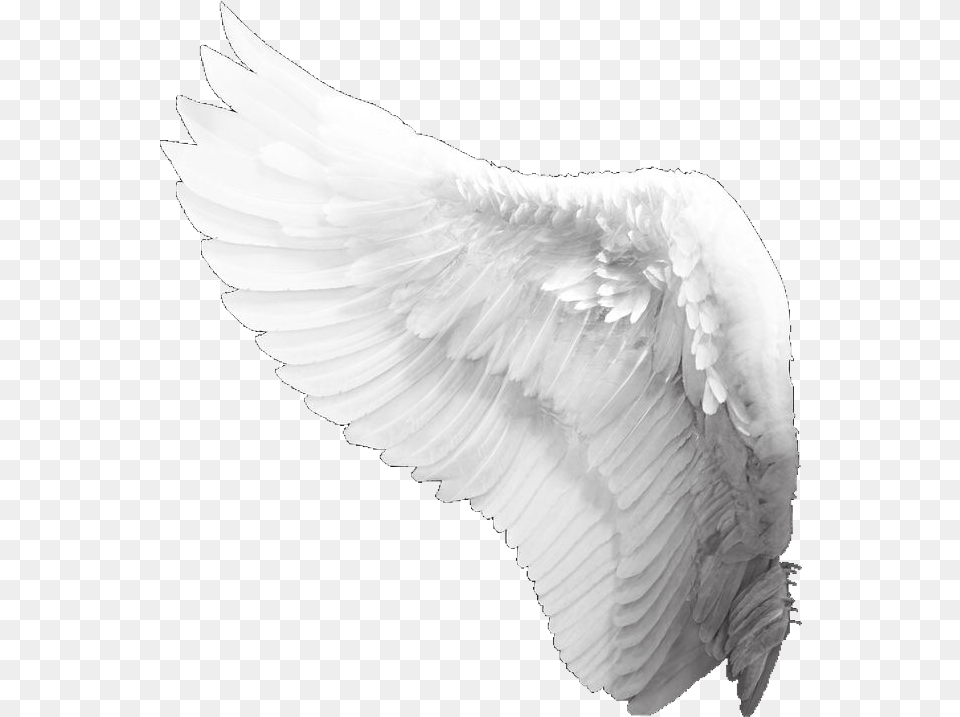 Wings Fly Aesthetic Feather Freetoedit Angel, Animal, Bird Free Png