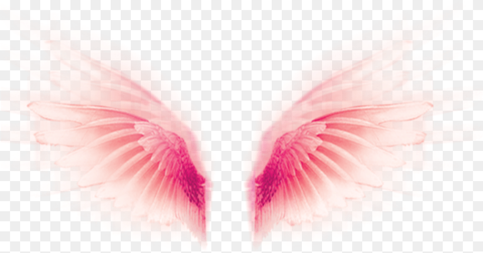 Wings Fly Tumblr Rosa Pink Pastel Cute Fofo Close Up, Flower, Petal, Plant, Person Free Transparent Png