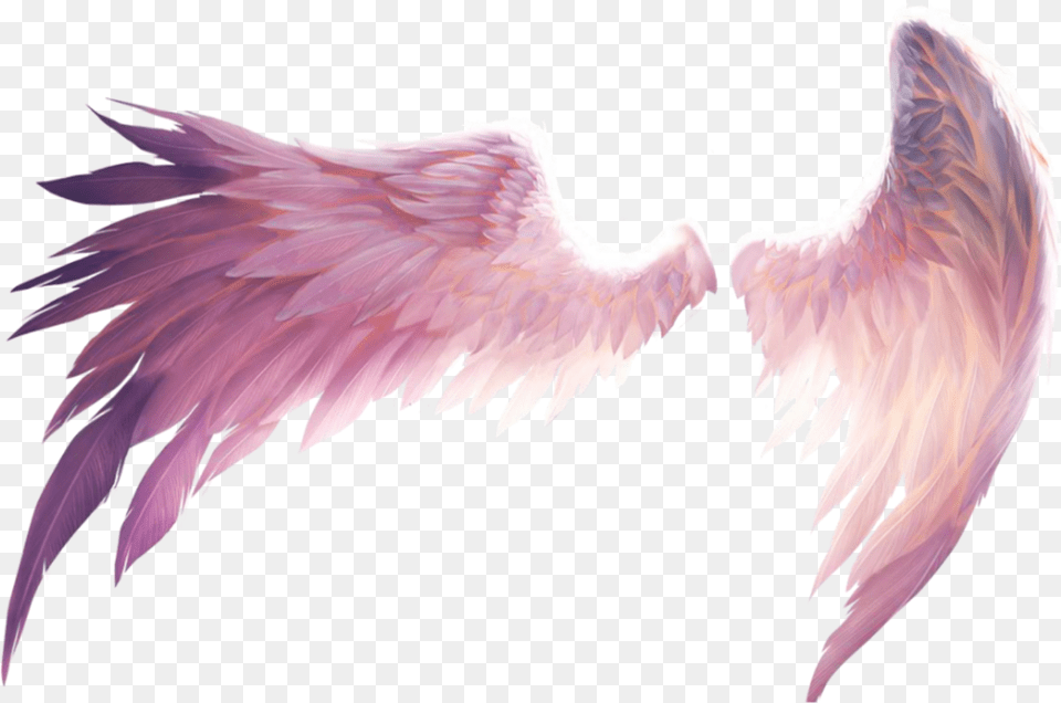Wings Freedom Angel Fall Wing Demon Fly Birds Angel Wings Picsart, Animal, Bird Free Transparent Png