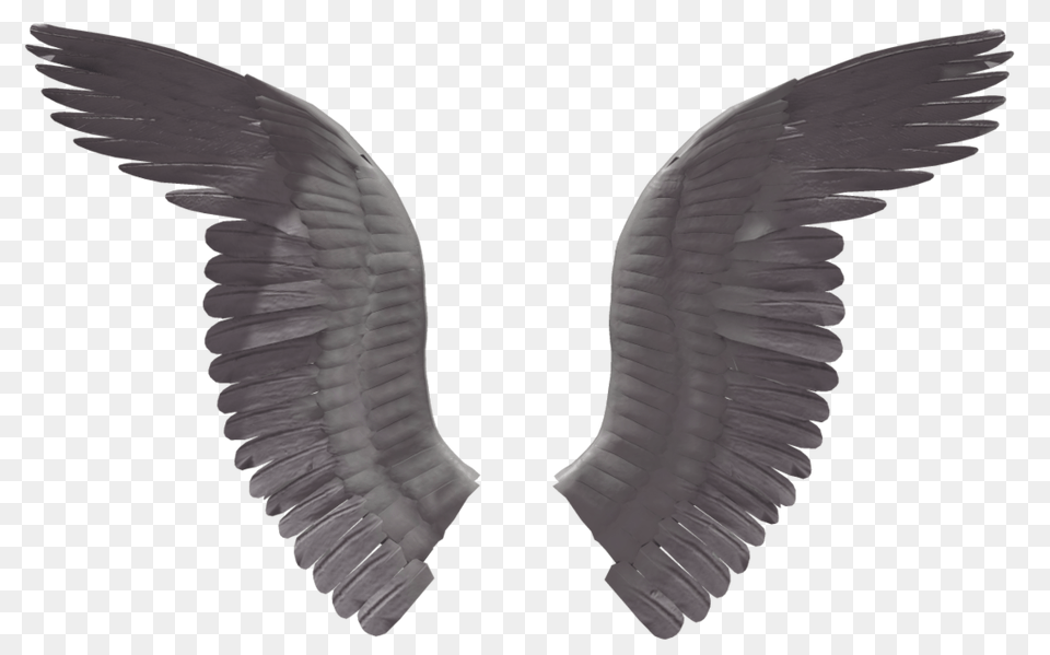 Wings Images Download Angel Wings, Animal, Bird, Vulture Png Image