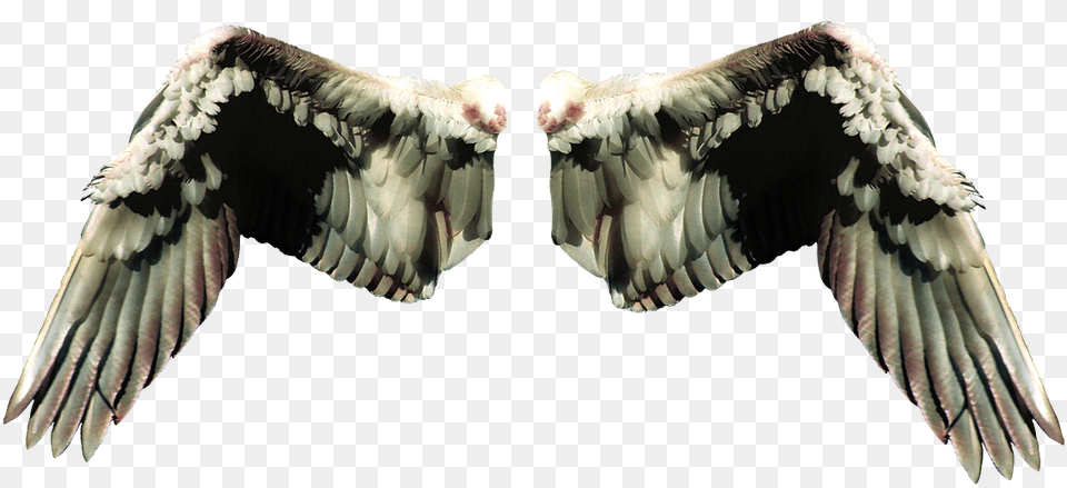 Wings In Different Types, Animal, Bird, Flying, Vulture Png