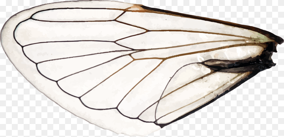 Wings Of A Dragonfly Left Aporia, Animal, Butterfly, Insect, Invertebrate Free Png Download