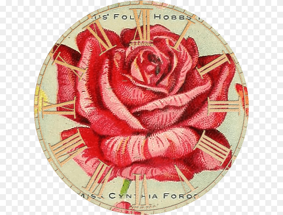 Wings Of Whimsy Hybrid Tea Rose, Art, Painting, Flower, Plant Png