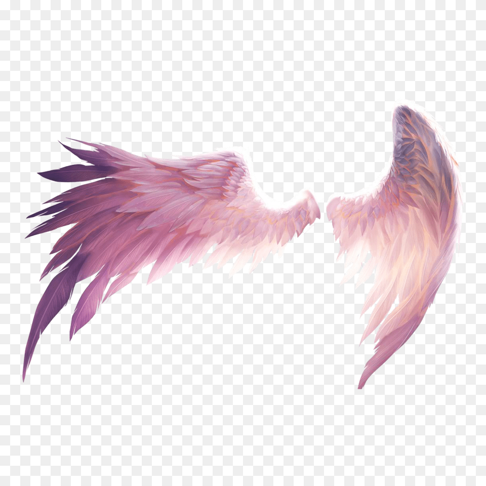 Wings Pink Angel Wings Art, Animal, Bird, Vulture Png Image