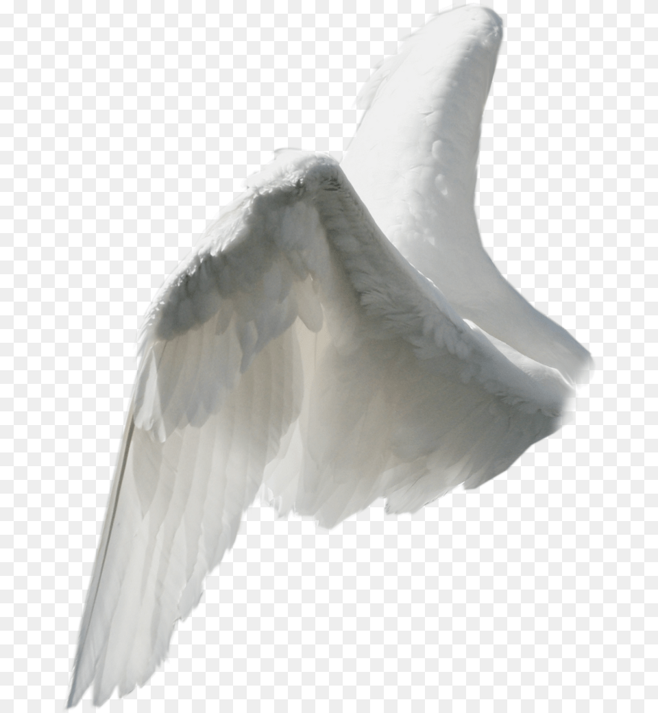 Wings Sticker Side View Angel Wing, Animal, Bird, Pigeon Free Png