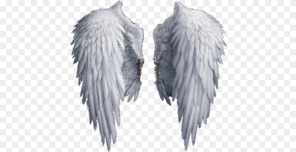 Wings Transparent Realistic Angel Wings, Animal, Bird, Vulture Png