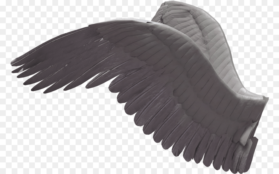 Wings Transparent Side Angel Wings Side View, Animal, Bird, Vulture, Flying Png Image