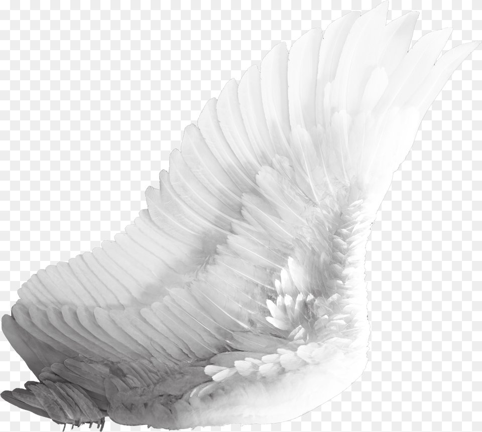 Wings White Bird Wing, Animal, Swan Free Transparent Png