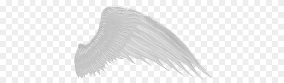 Wings White Wings Transparent Background, Animal, Beak, Bird, Vulture Png Image
