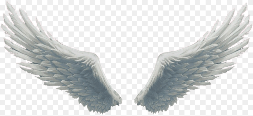 Wings Wing Birdwings Angel Angelwings Beautiful Beauty Gold Wings, Animal, Bird Free Png Download