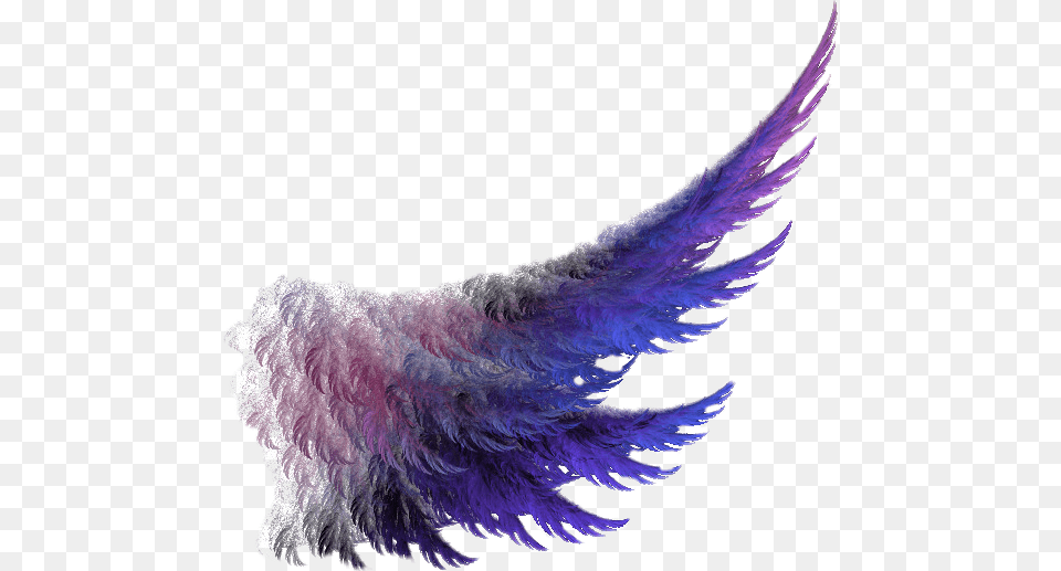 Wings Wing Purple Feather First Ladies Of Disco Don T Stop Me Now, Accessories, Animal, Bird Free Png