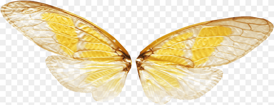 Wings With Transparence By Fairy Wings Transparent, Animal, Butterfly, Insect, Invertebrate Png