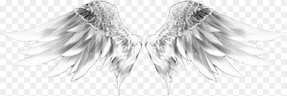 Wingsofanangel Wings Wings Whitewings Dubrootsgirlremix Sketch, Angel, Animal, Bird Free Png Download