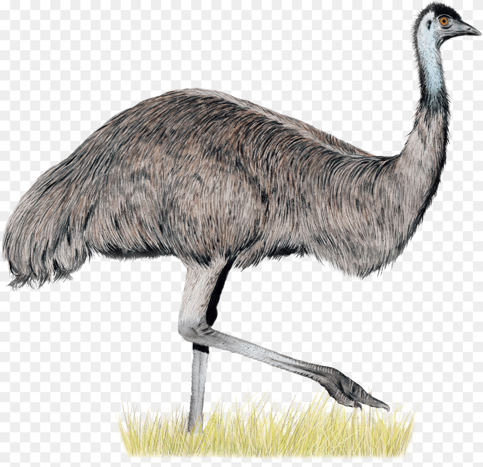 Wingspan Oceania Expansion Free Transparent Png