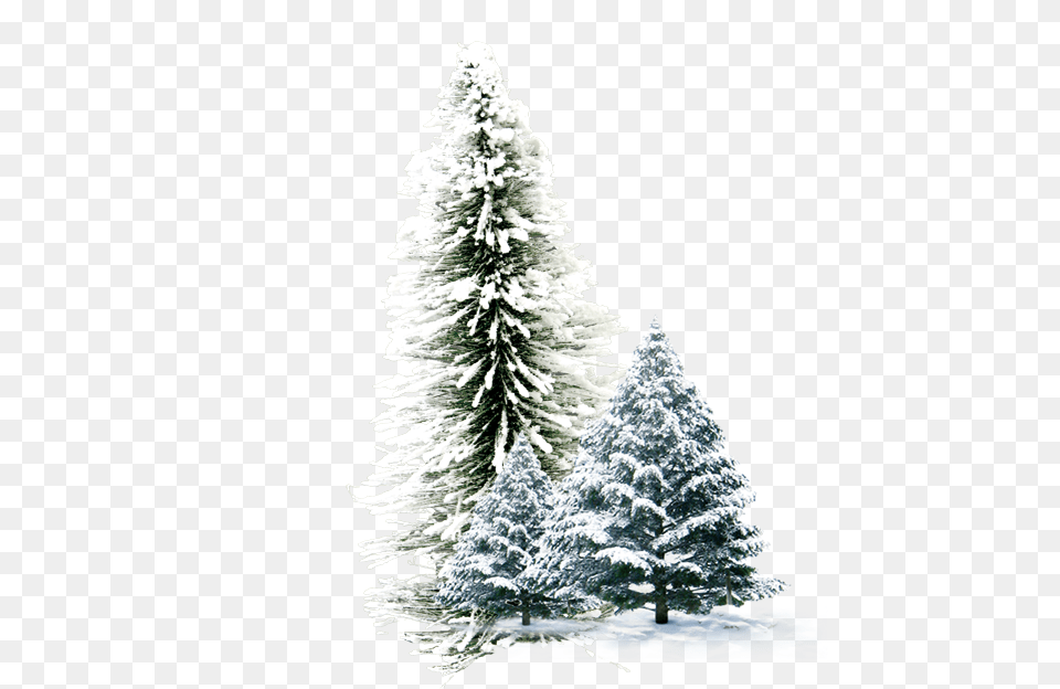 Winter, Fir, Pine, Plant, Tree Png