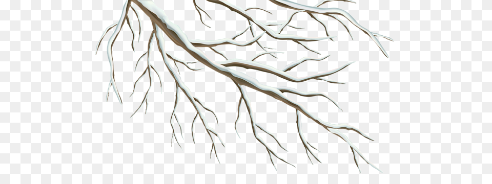 Winter, Plant, Root, Tree Free Transparent Png