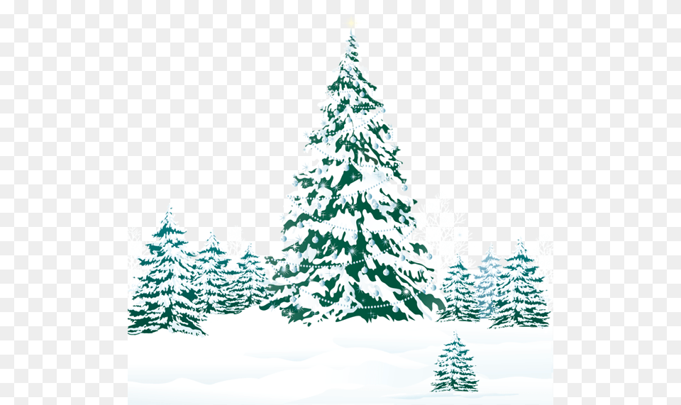 Winter, Fir, Pine, Plant, Tree Png Image