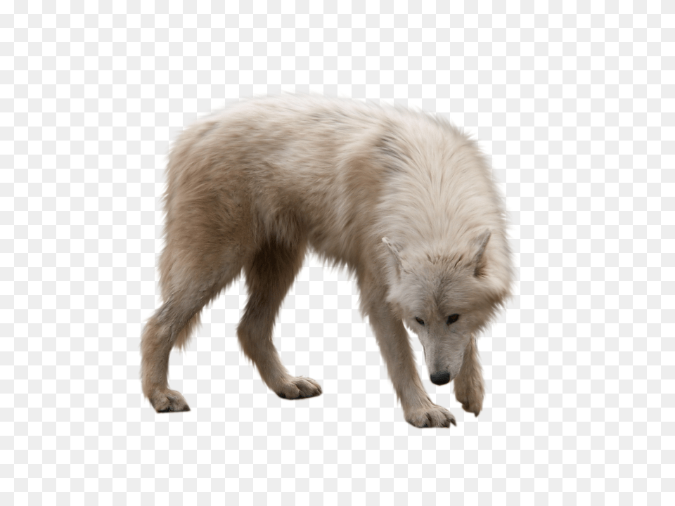 Winter Animals Animal Full Size Transparent Wolf Pup, Canine, Dog, Mammal, Pet Png Image