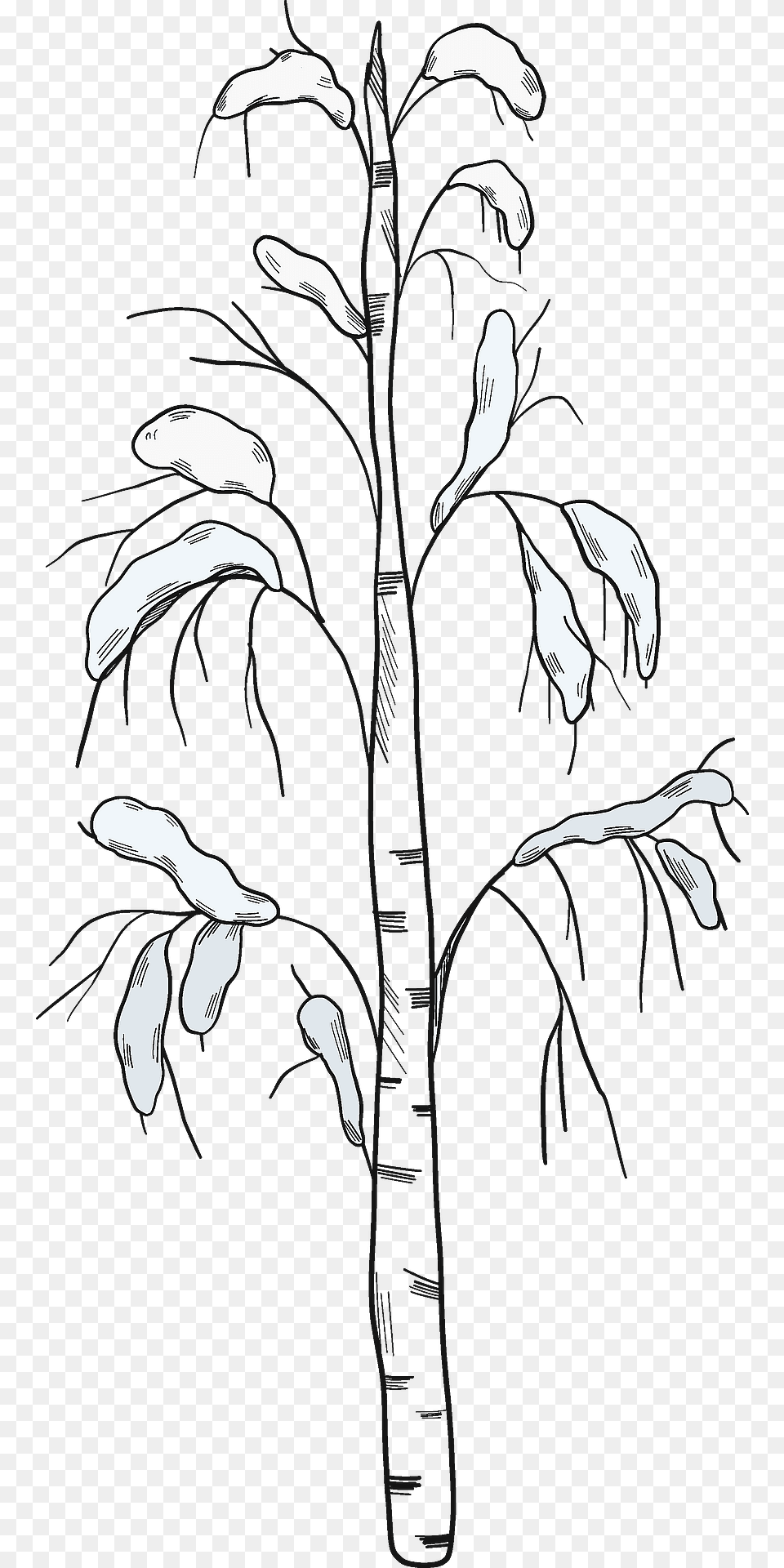 Winter Birch Tree Clipart, Art, Plant, Drawing, Baby Png