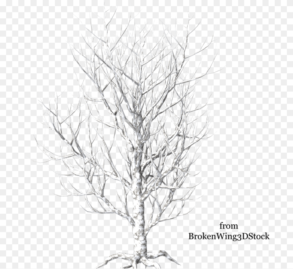 Winter Birch Tree River Birch, Plant, Ice, Nature, Outdoors Png Image