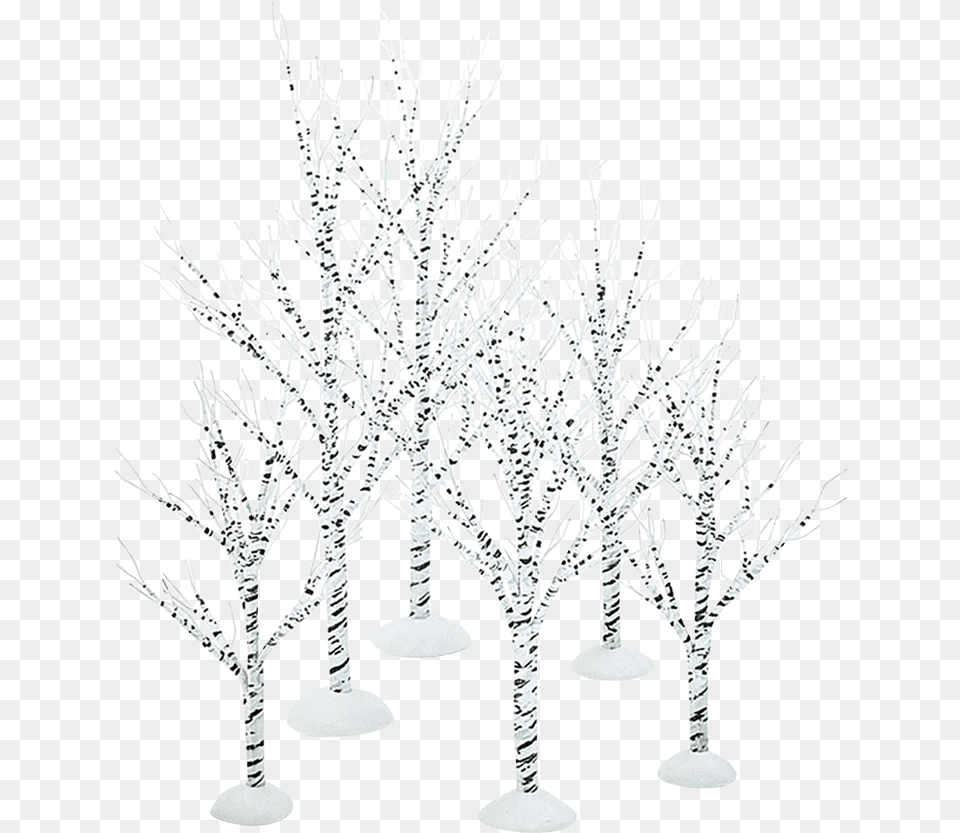 Winter Birch Trees Still Life Photography, Plant, Ice, Art, Outdoors Png Image