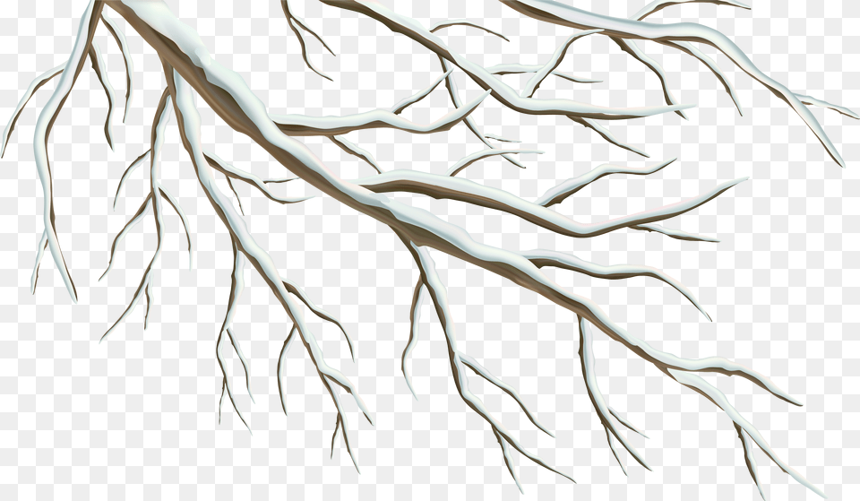 Winter Branch Clipart Clip Art Free Transparent Png
