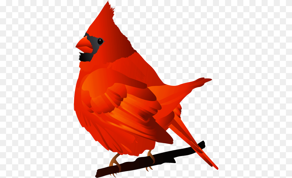 Winter Cardinal Clipart, Animal, Bird, Fish, Sea Life Free Png Download