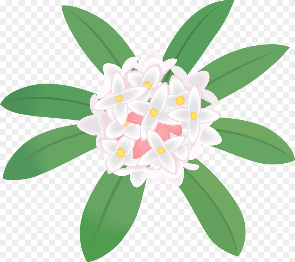 Winter Daphne Flower Clipart, Plant, Petal, Anther, Dahlia Png