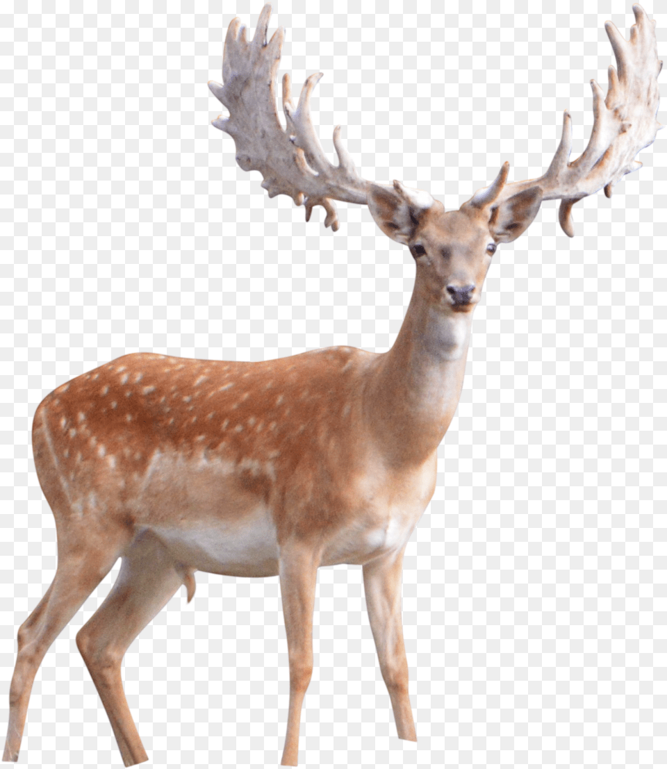Winter Deer, Animal, Antelope, Mammal, Wildlife Png Image