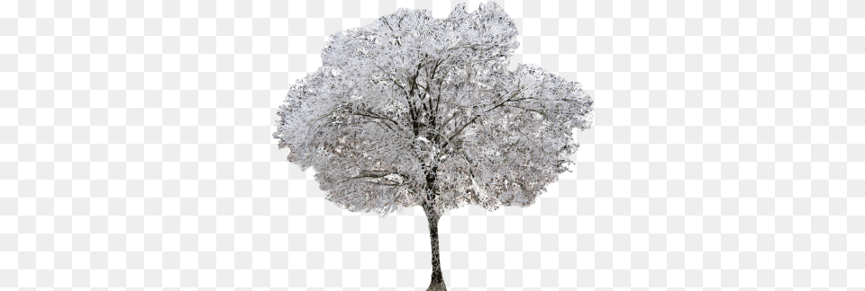 Winter Dogwood Tree Oak, Weather, Snow, Outdoors, Nature Free Png Download