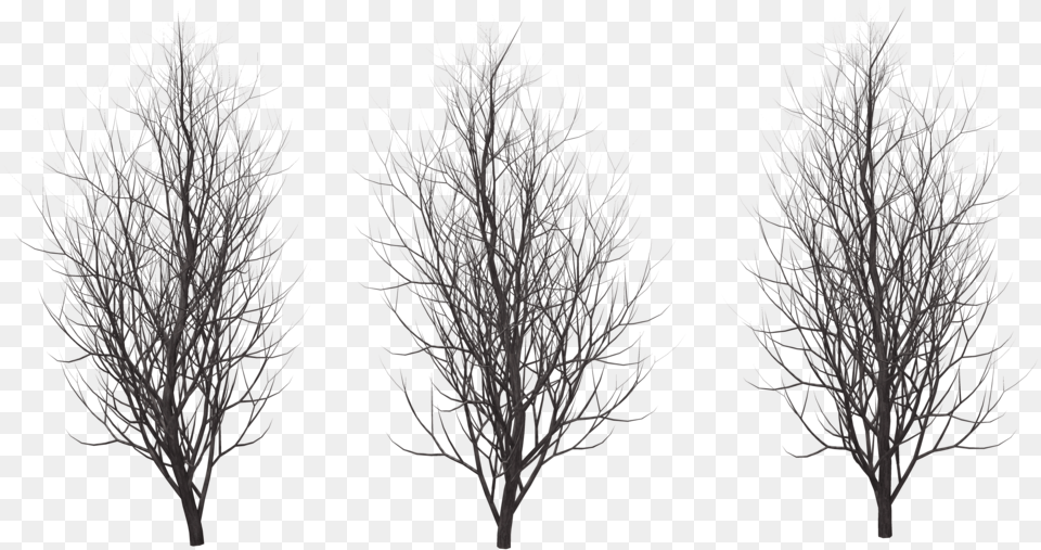 Winter Winter Tree Silhouette, Plant, Nature, Night, Outdoors Free Png